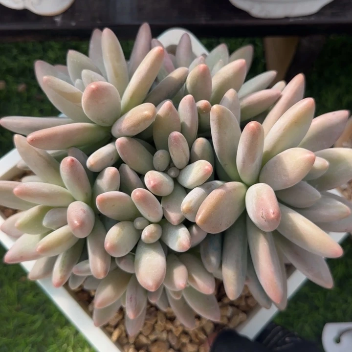 白兰地群生多肉植物