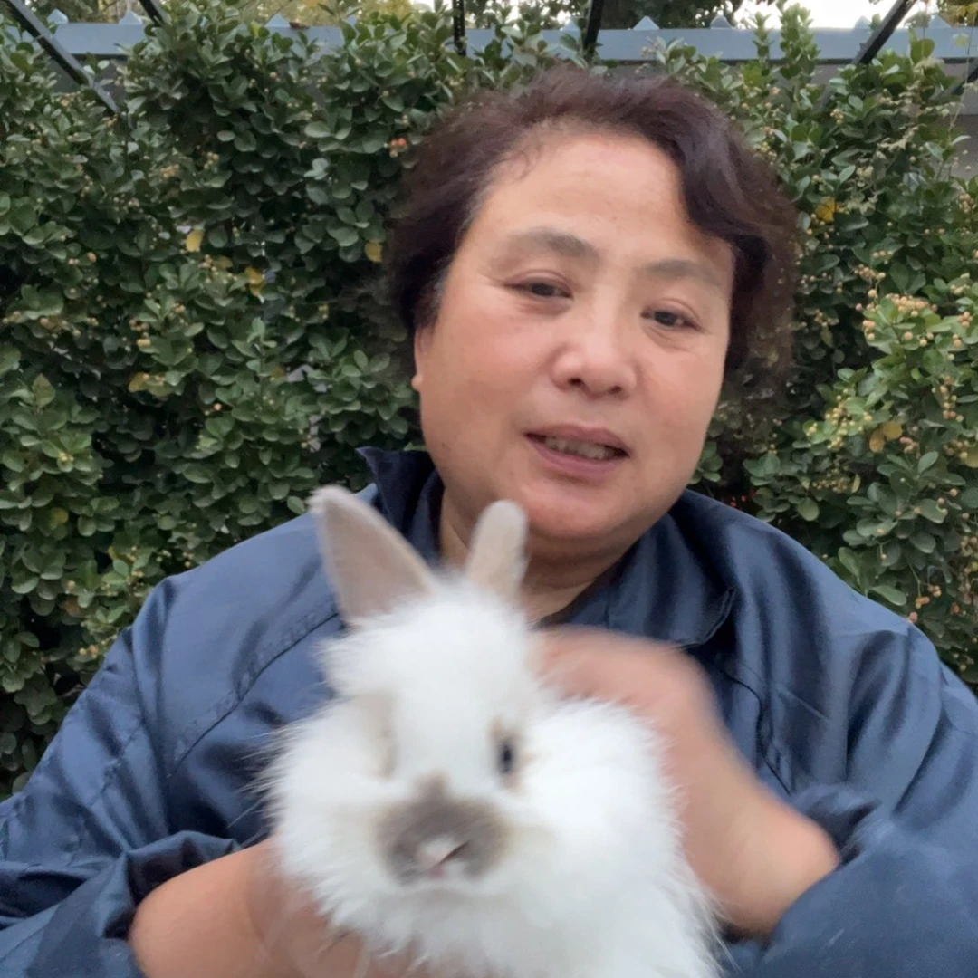 双血统英系安拉兔子