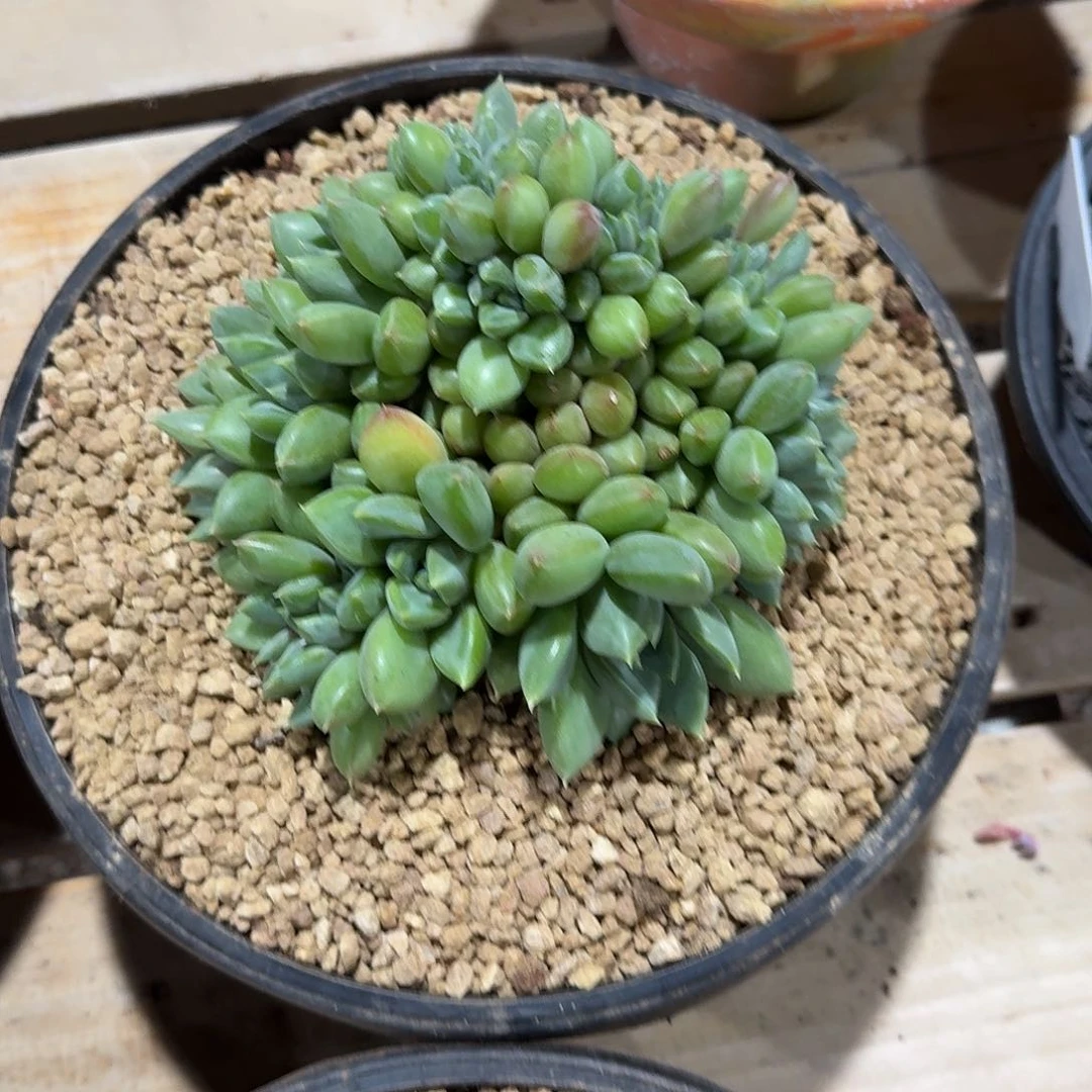 红象牙多肉植物的