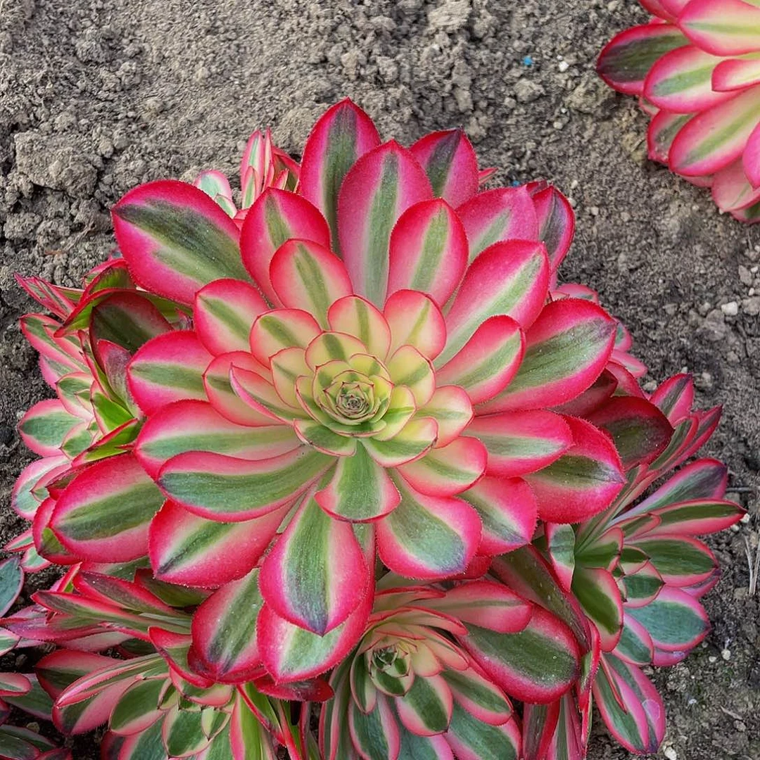 多肉植物法师倾城