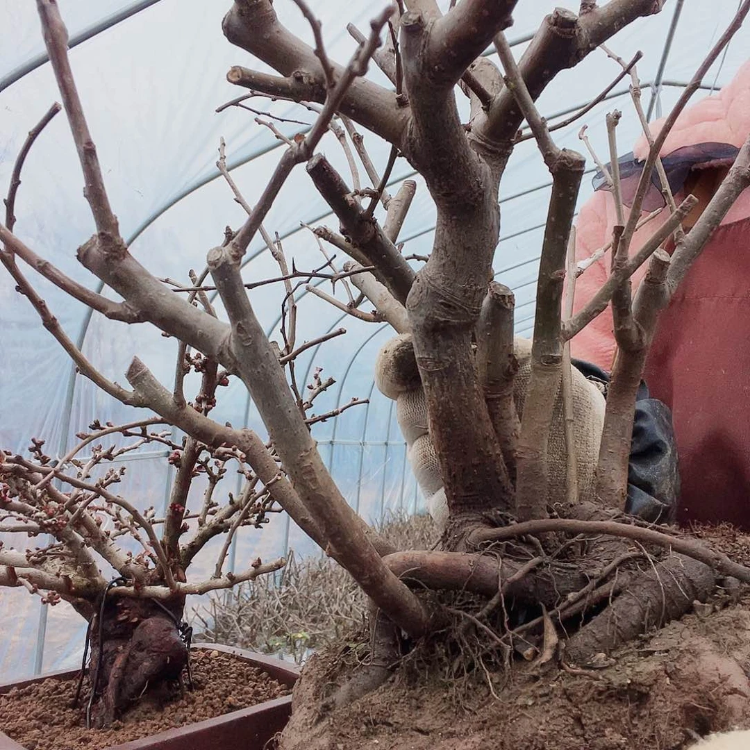 海棠海棠260260260260