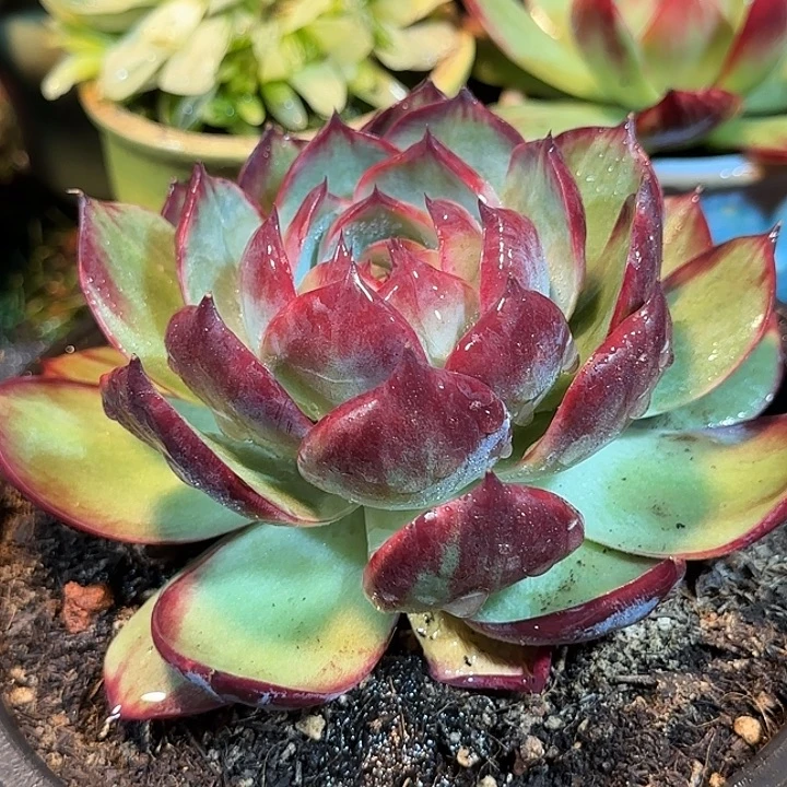 惊鸿一物一拍包装收缩花旱