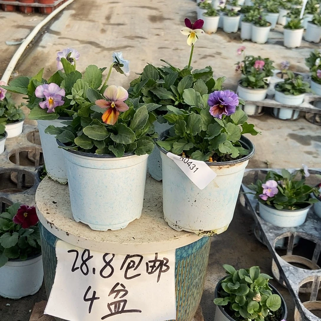 大部分花苞少量开放431