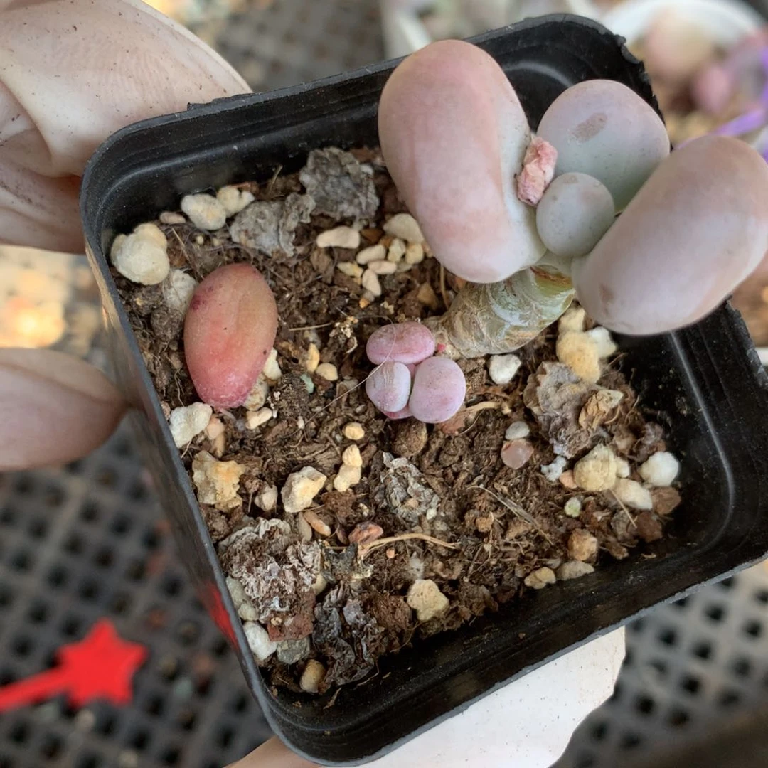 491水光针特价瑕疵无售后