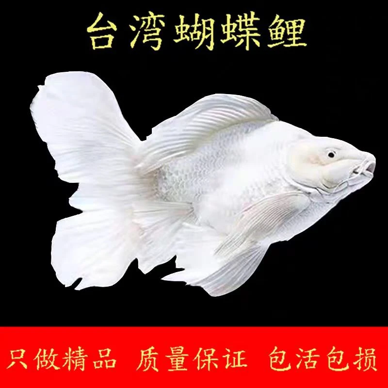 台系蝴蝶鲤14-16白色纯种蝴蝶鲤观赏鱼新手好养消杀发货