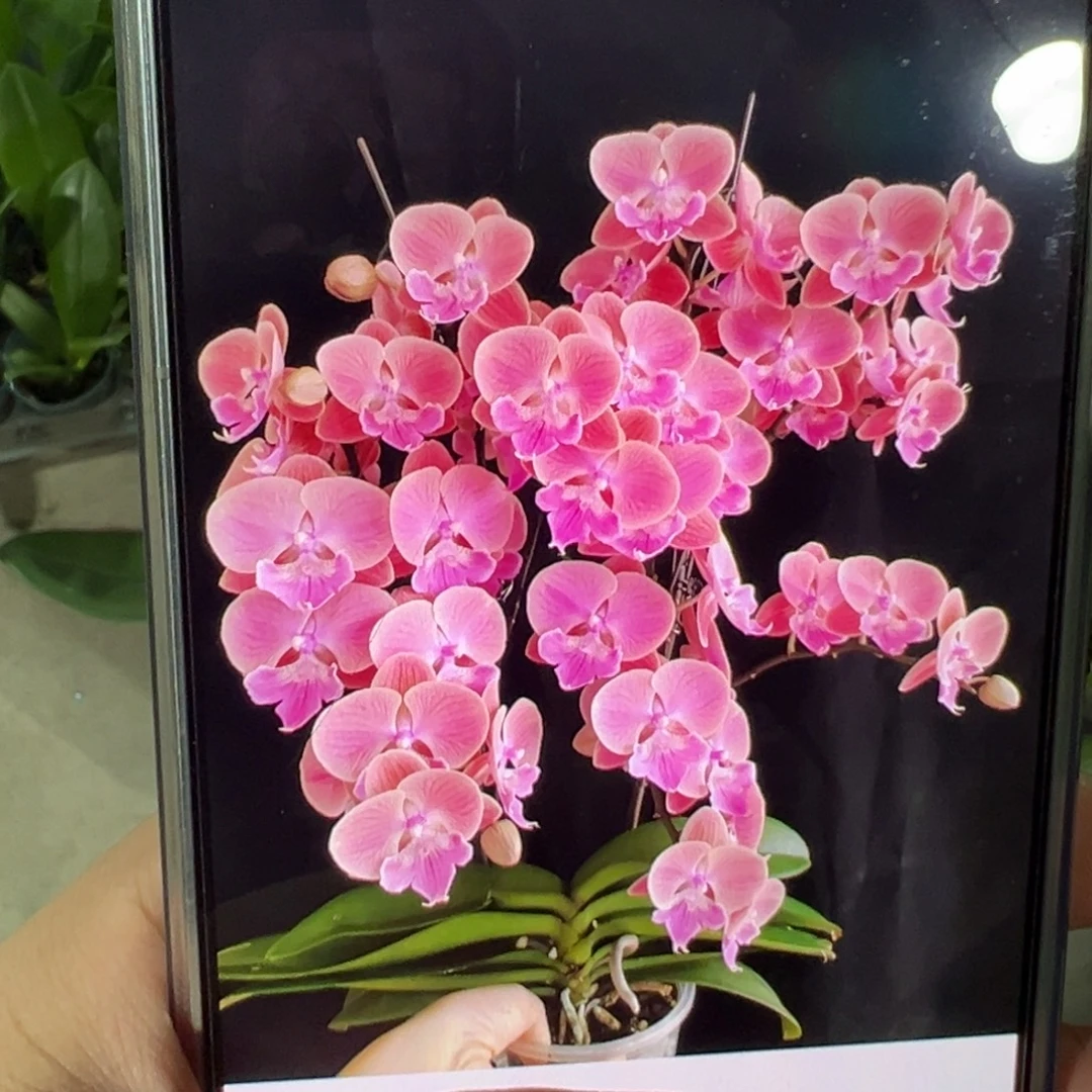 当前无花栽培后可以开花010破损苗处理唯美，凑单发货