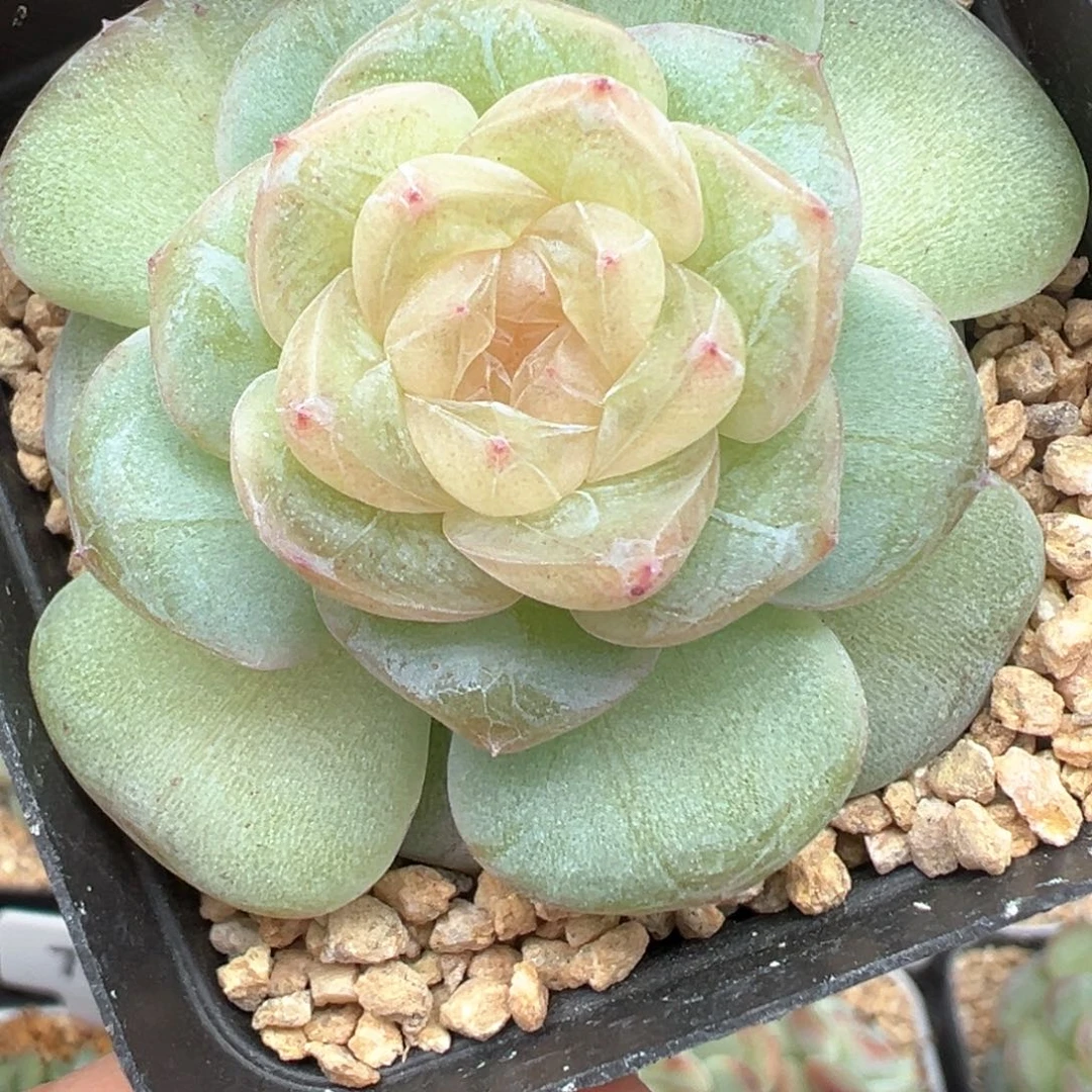 982号星月晗雨多肉植物