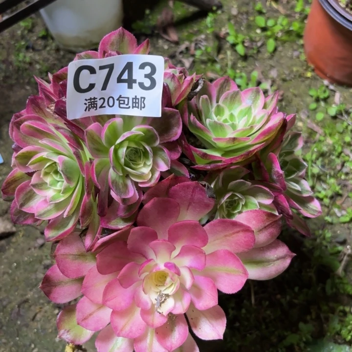 瑞妈一物一拍743