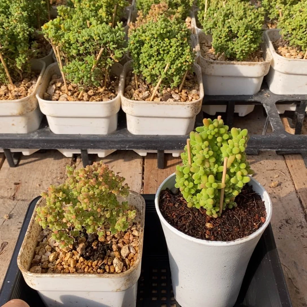 枝干番杏多肉植物815