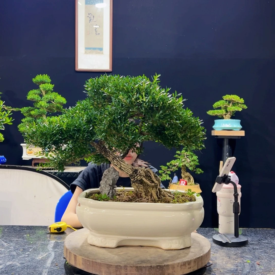 无花朵黄杨盆景四季常绿