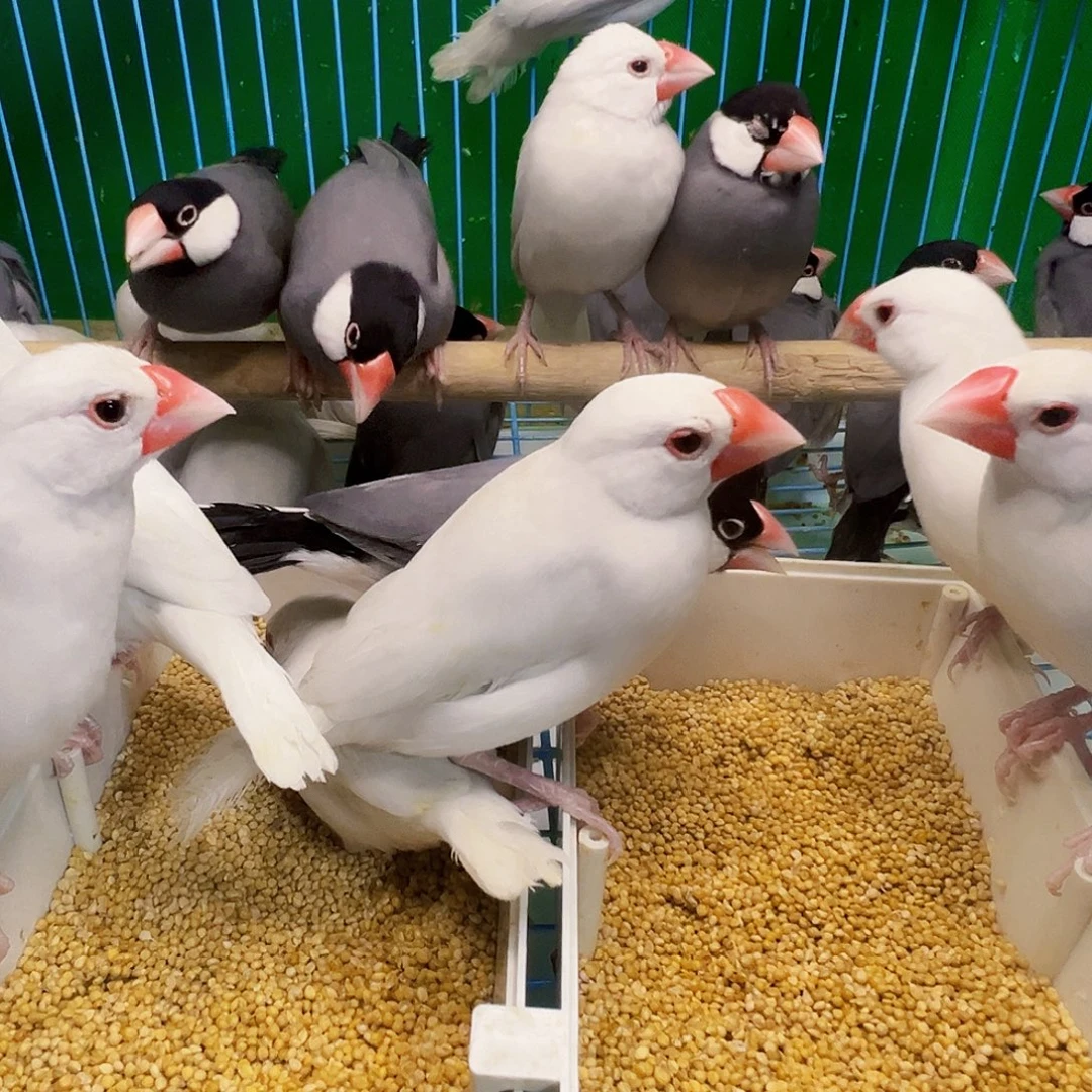 旧***心文鸟精品文鸟两队四只包邮