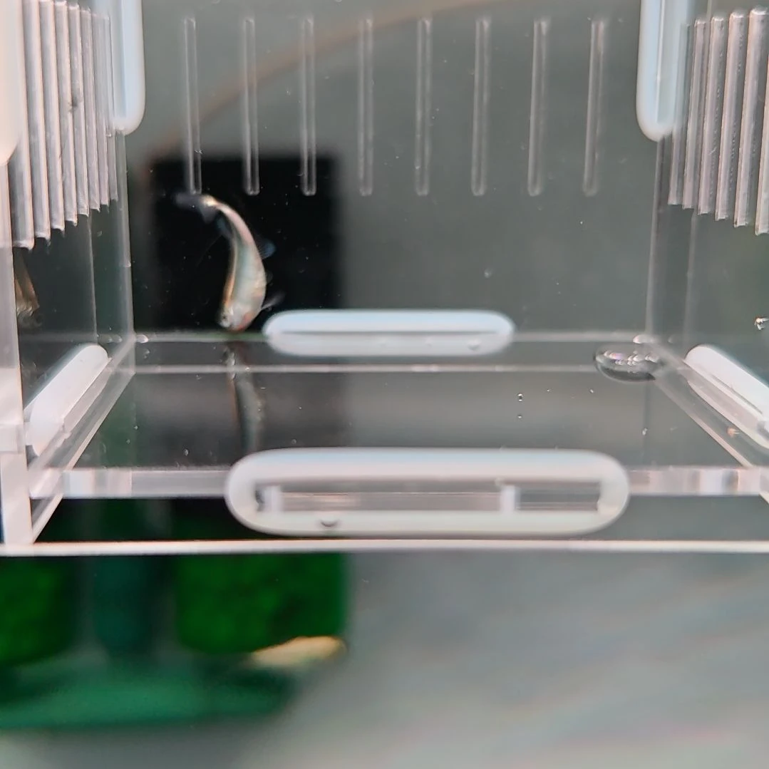 灯科鱼白金赤霞满金