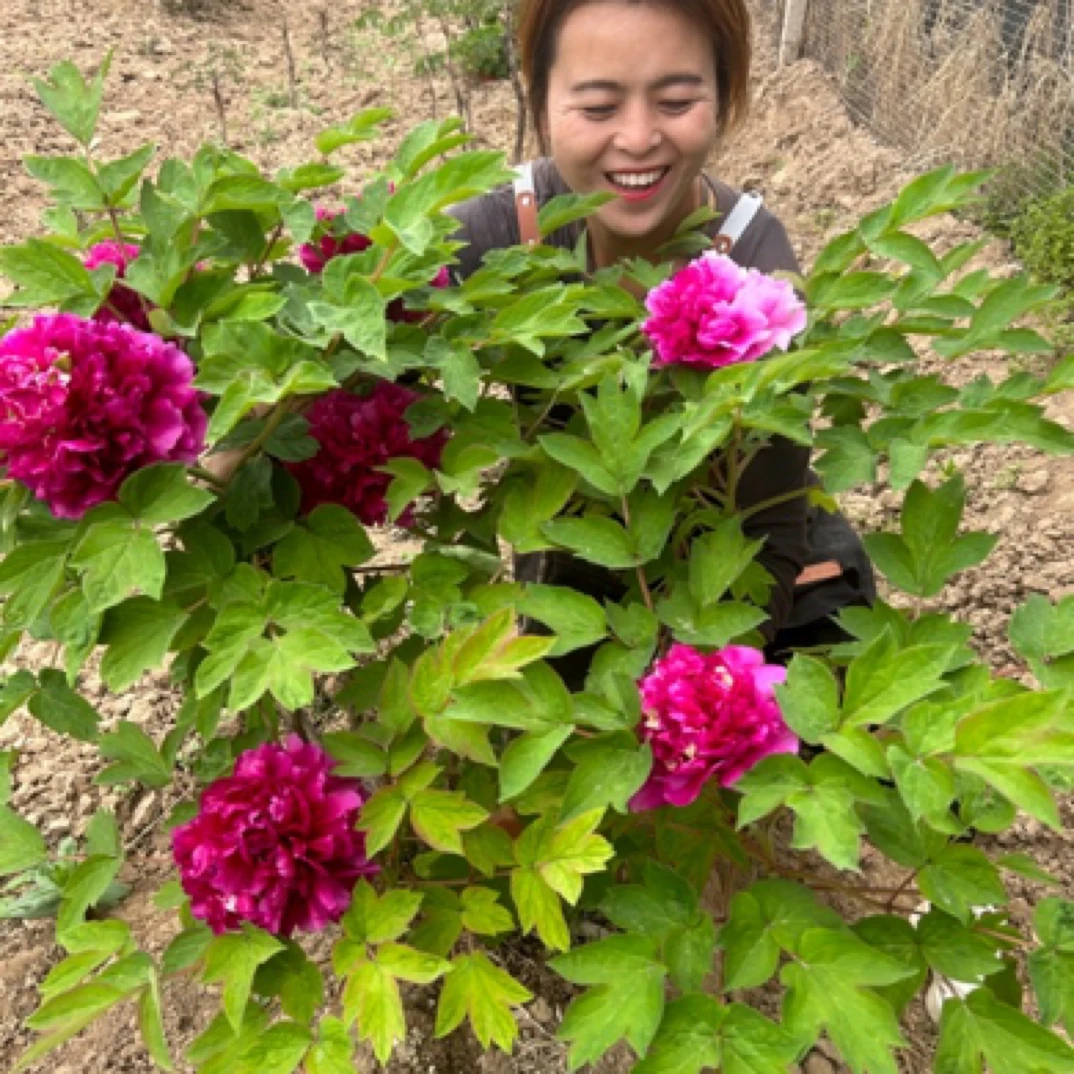 牡丹【花二乔】菏泽重掰大花牡丹复色系阳台芍药庭院种植易养护