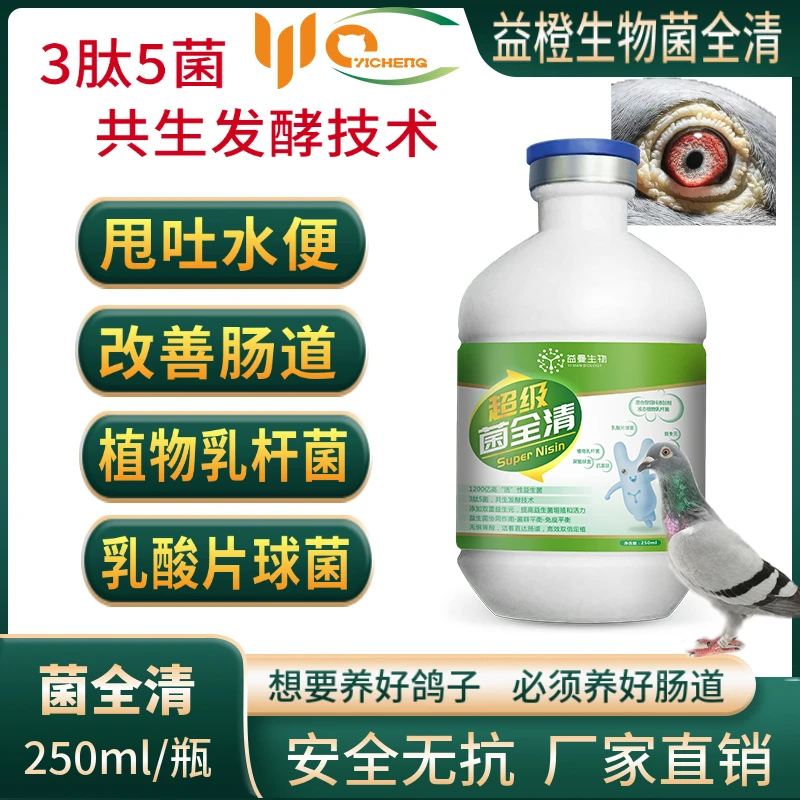 益橙超级菌全清赛鸽种鸽肉鸽禽类用
