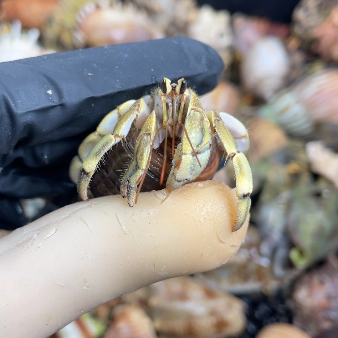 金绿小虎纹1.6口