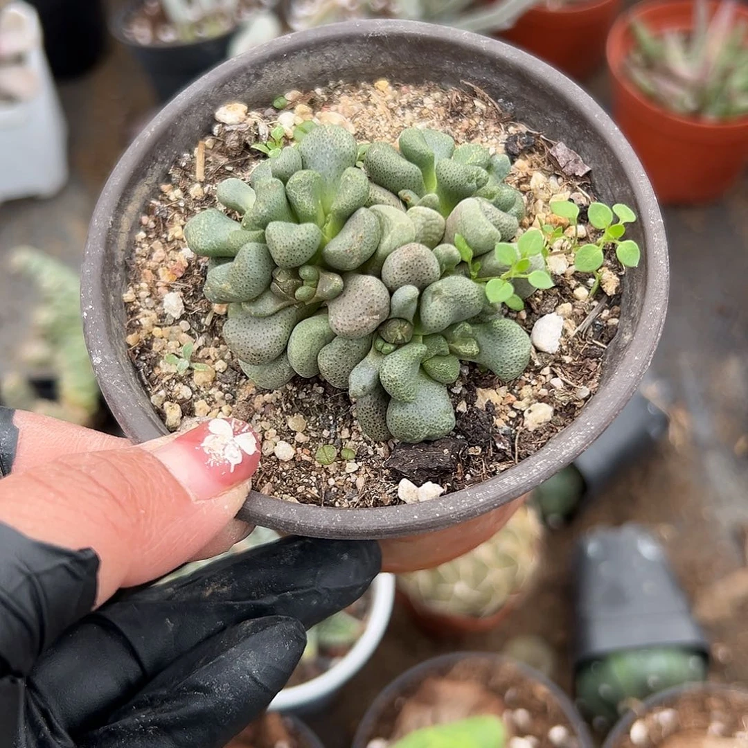 多肉植物多肉植物