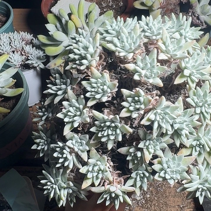 50头白菊一物一拍112