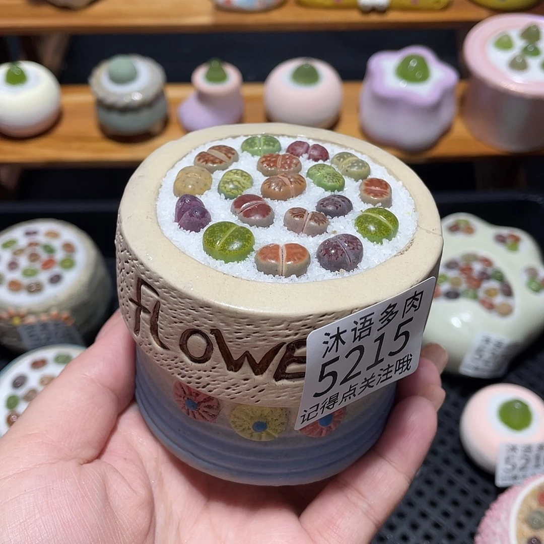 带盆土植物 一物一拍5215