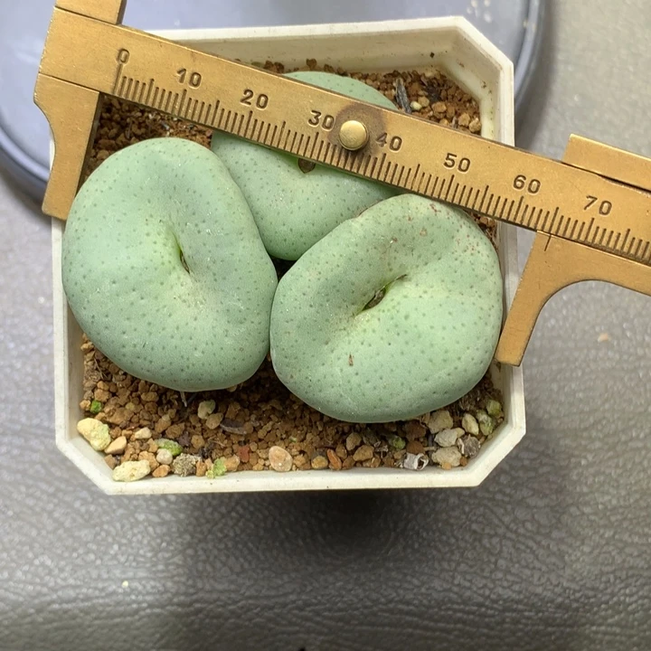 精品多肉植物精品超级大饼