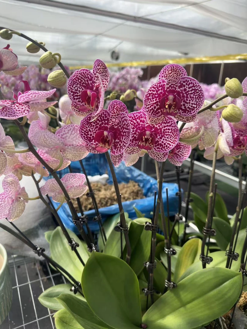 奇妙空间盆栽蝴蝶兰 带花和花苞发货 基地直发