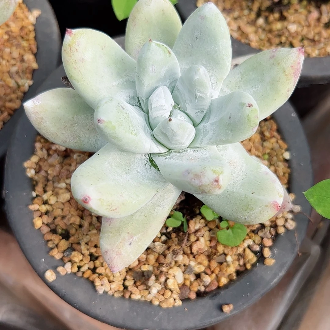 2801拇指仙女杯多肉