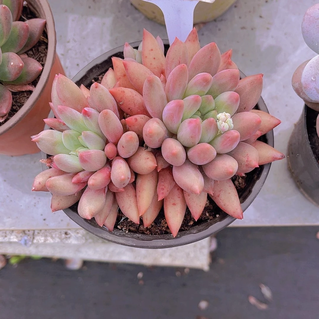 ****一000000000000000730