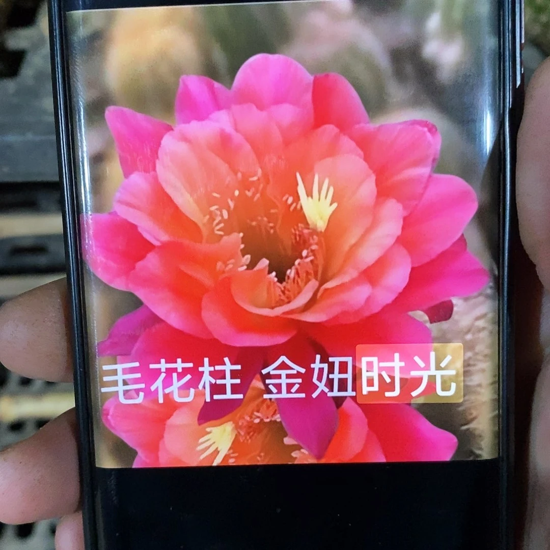金妞时光 /侧芽歪20包邮/9公分