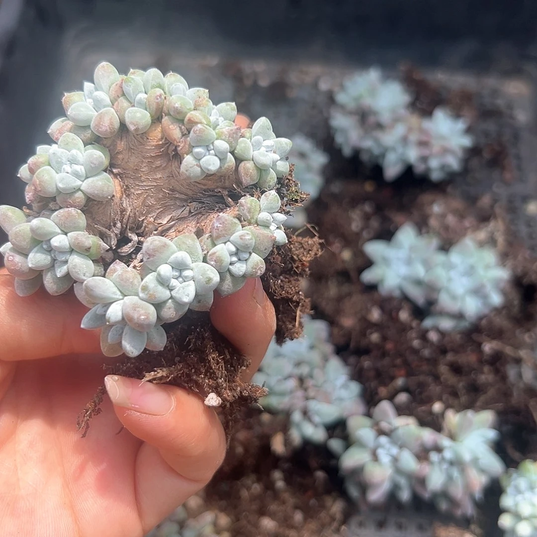 山*牛小鹿多肉福利多多26