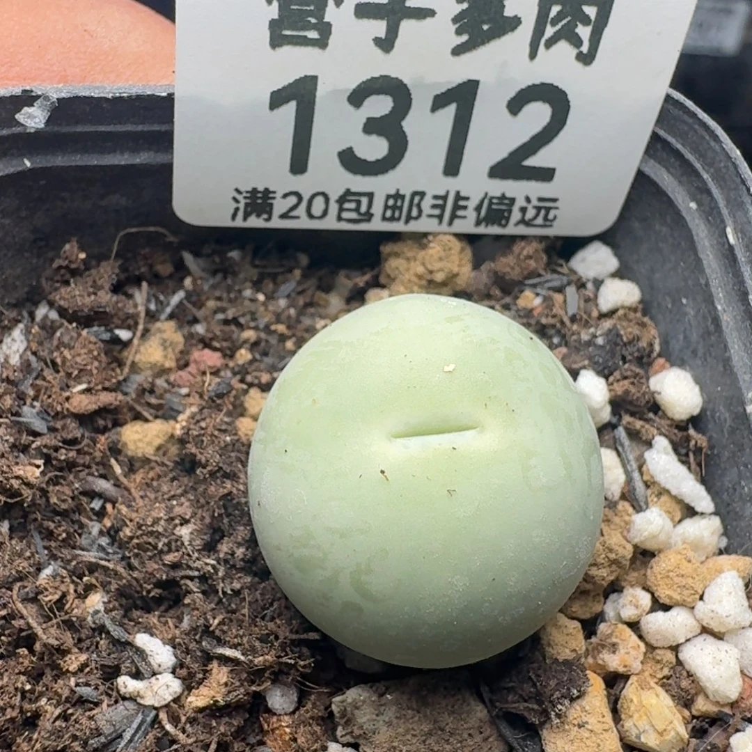 鸽子蛋2.0带盆土。