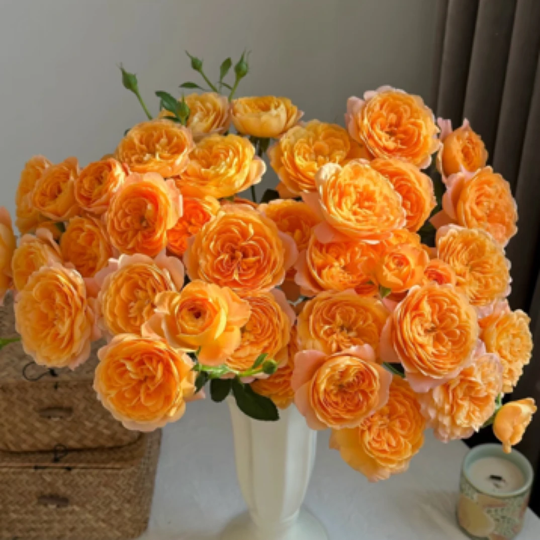 【两颗包】果汁 橙黄色果香味月季四季开花阳台庭院盆栽花束地栽苗