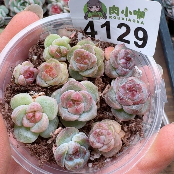 多肉植物多肉植物