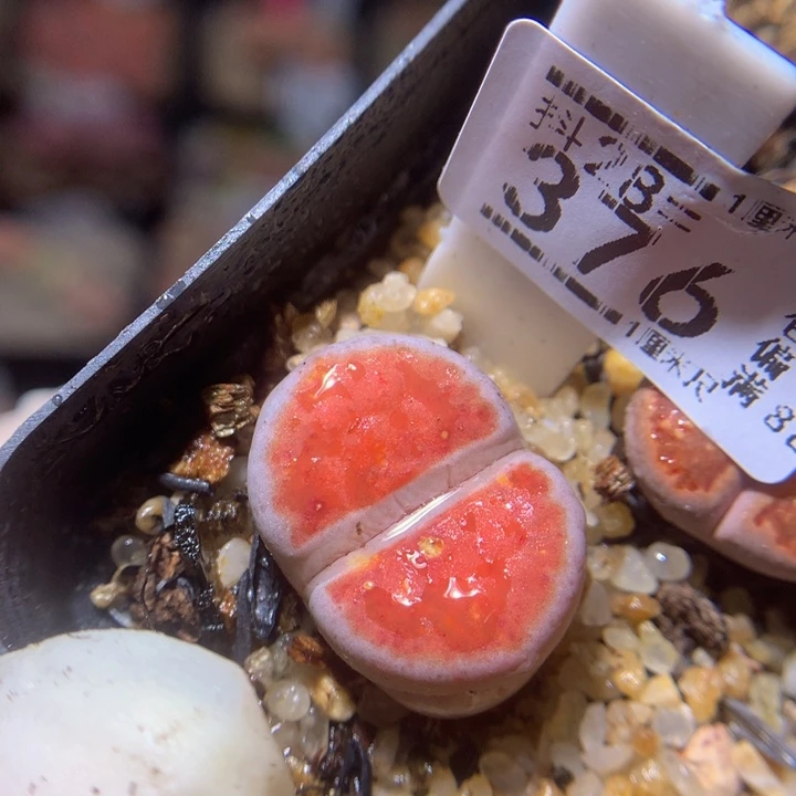 ~*～精品生石花28.376