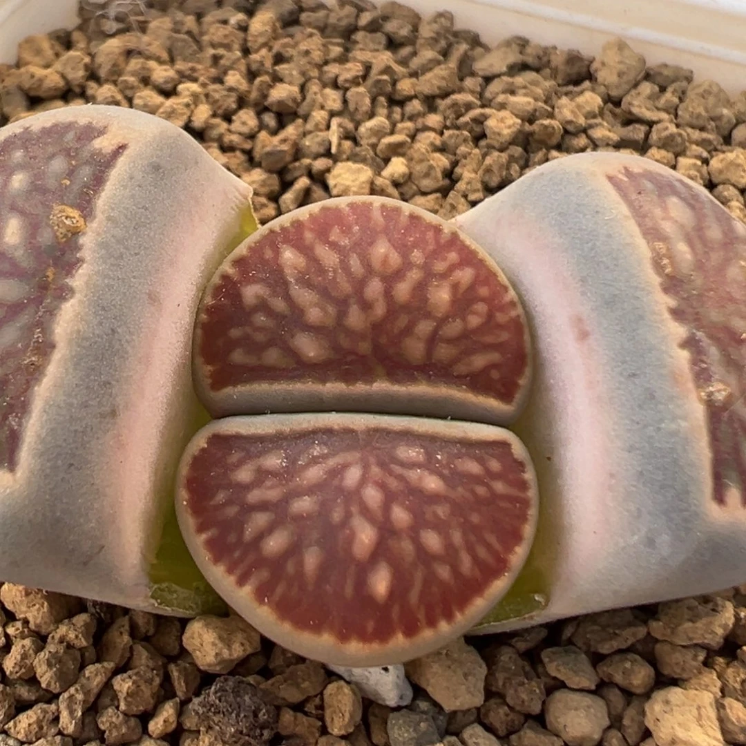 201多肉植物百科植物