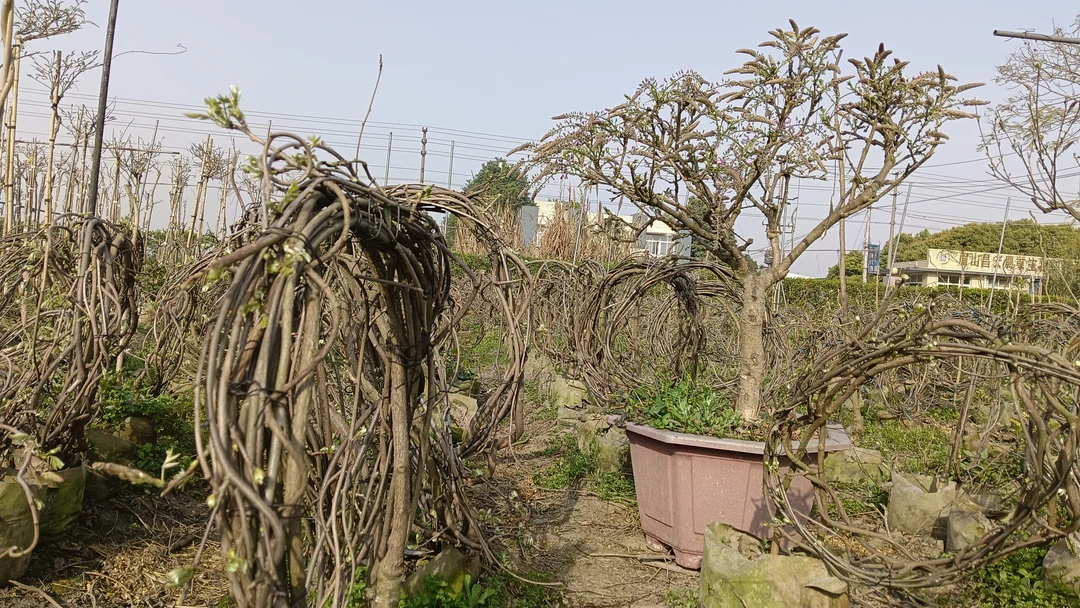 紫藤品种：紫罗兰