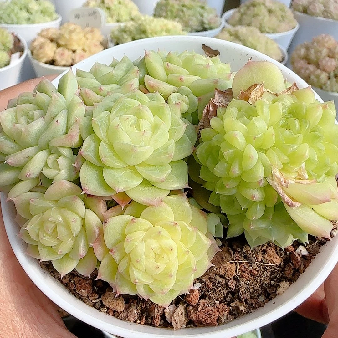 1122-103（xpp-280）优选