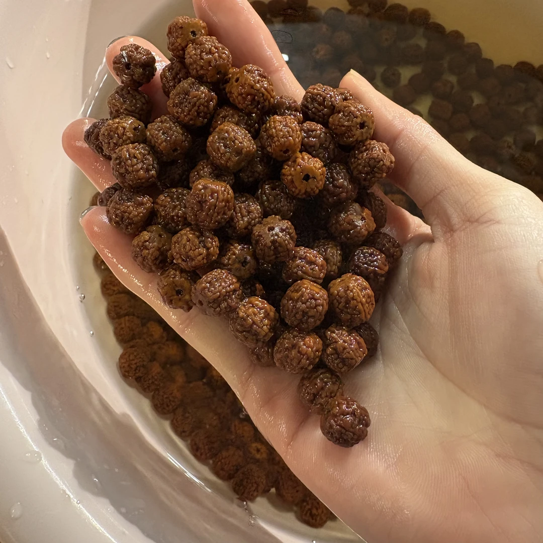 藏切麦穗龙散籽（100颗）阴干发货 尺寸随机