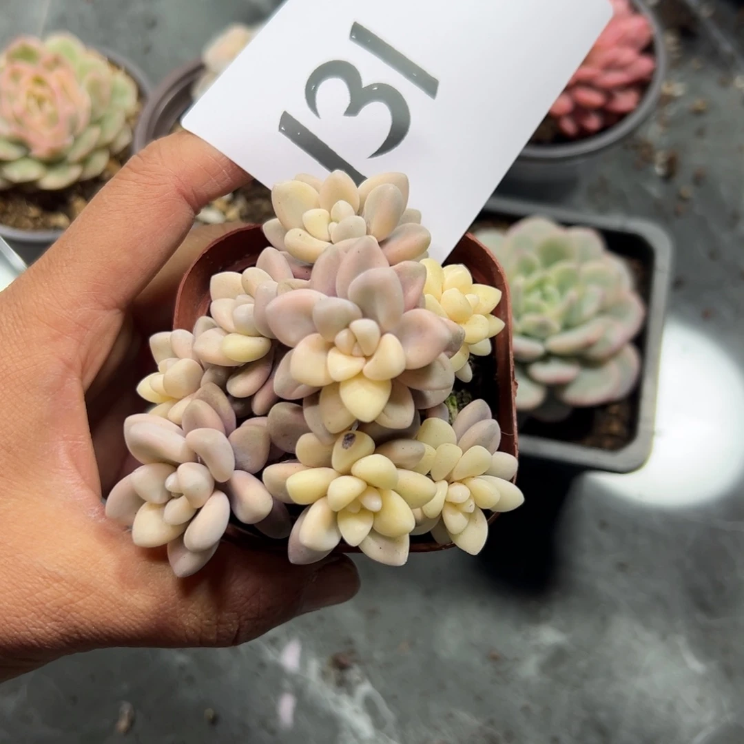 嗯***嗯131、多风风光光个很好