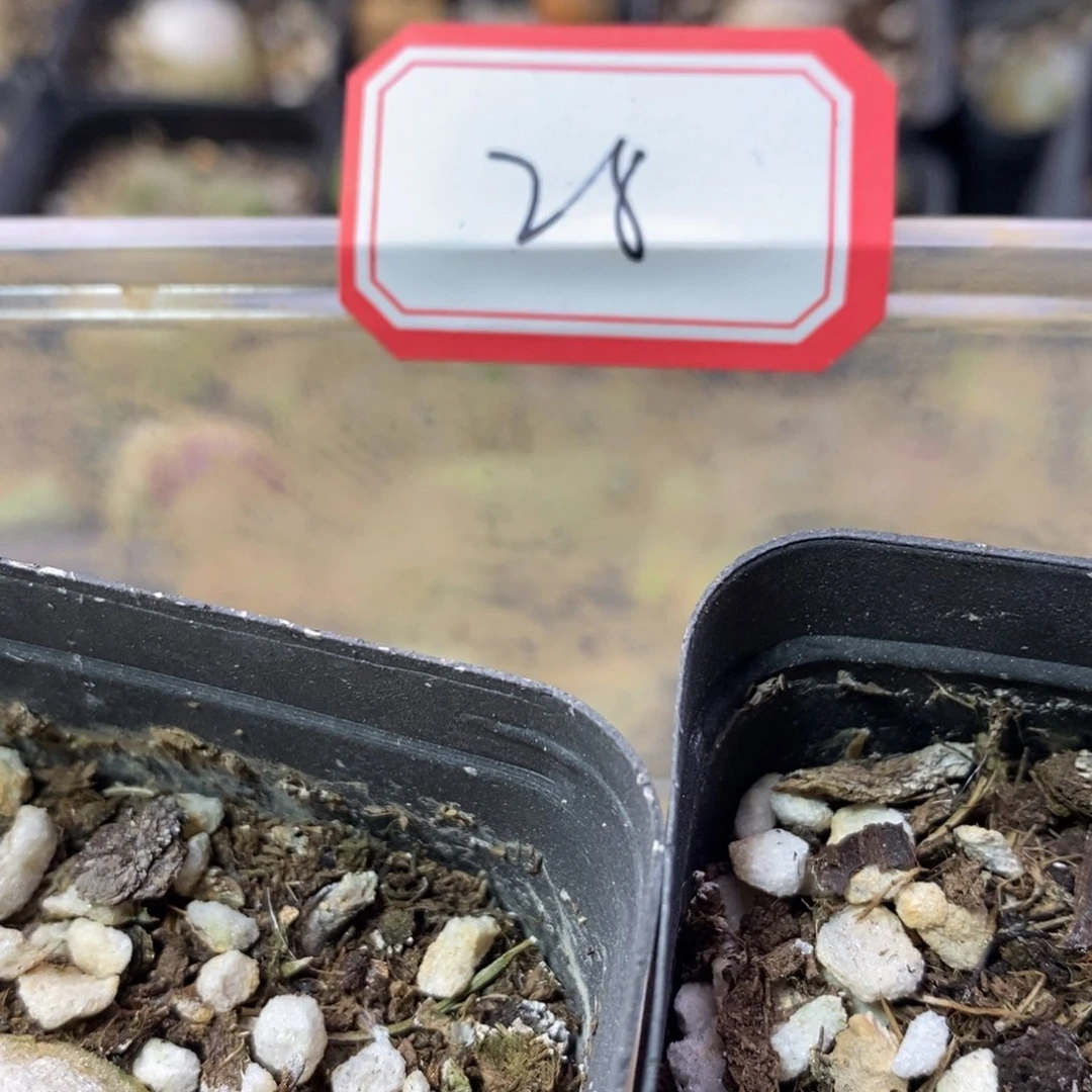 精***弟5656666666666666