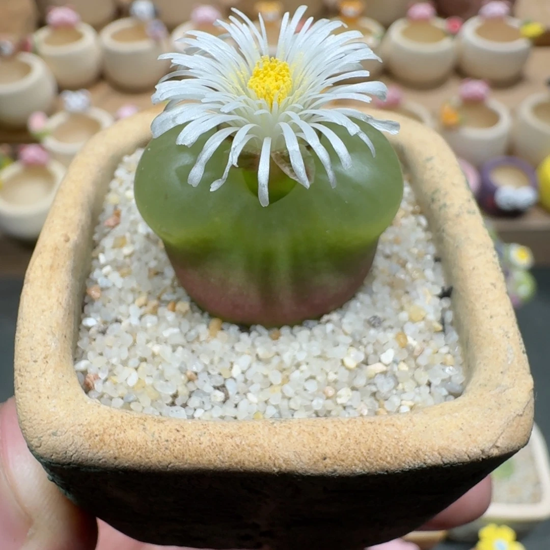 蘑菇1127毛汉尼多肉植物