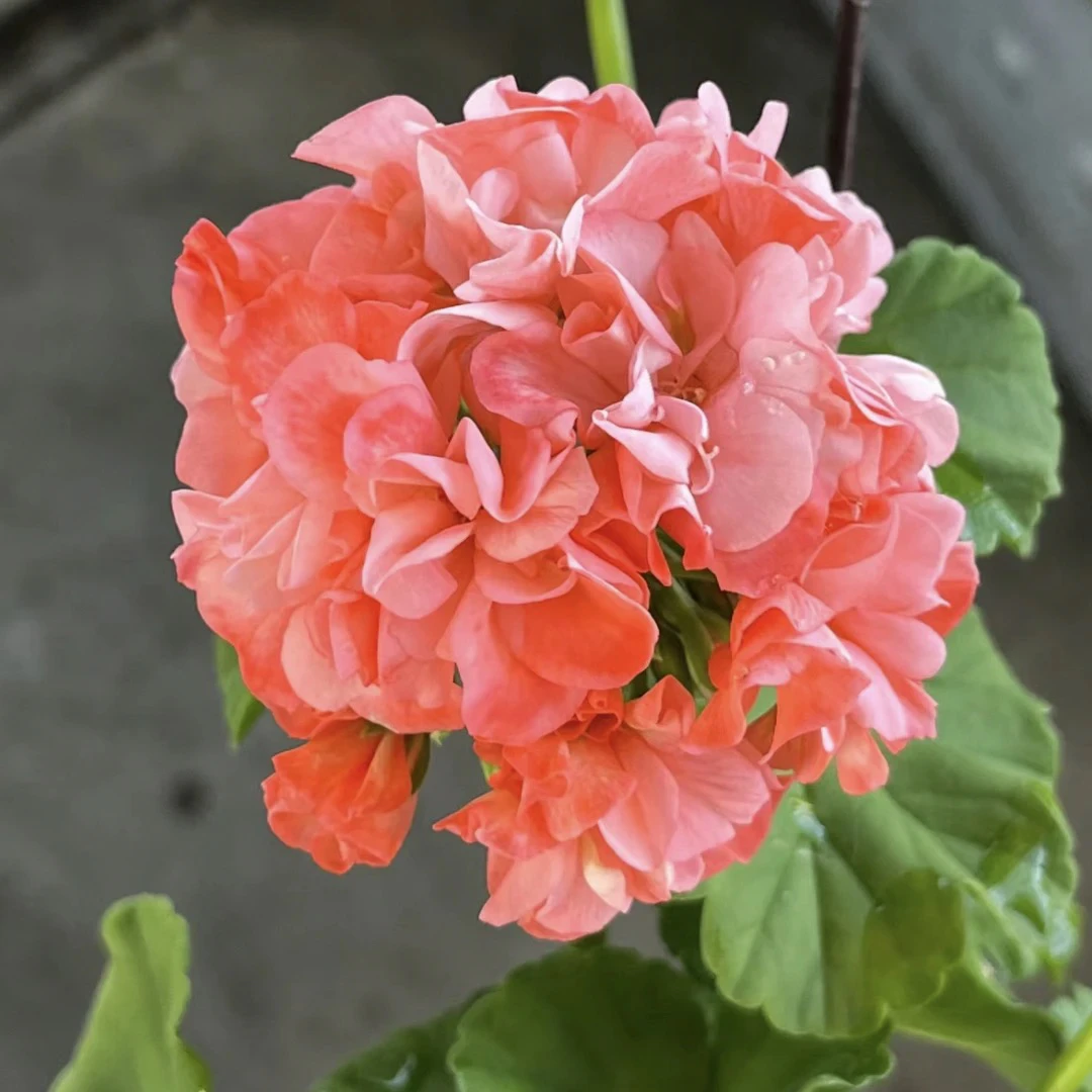 【大山宫】棵型不大130杯大花球直立天竺葵