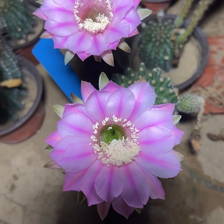 一物一拍实生彩草25