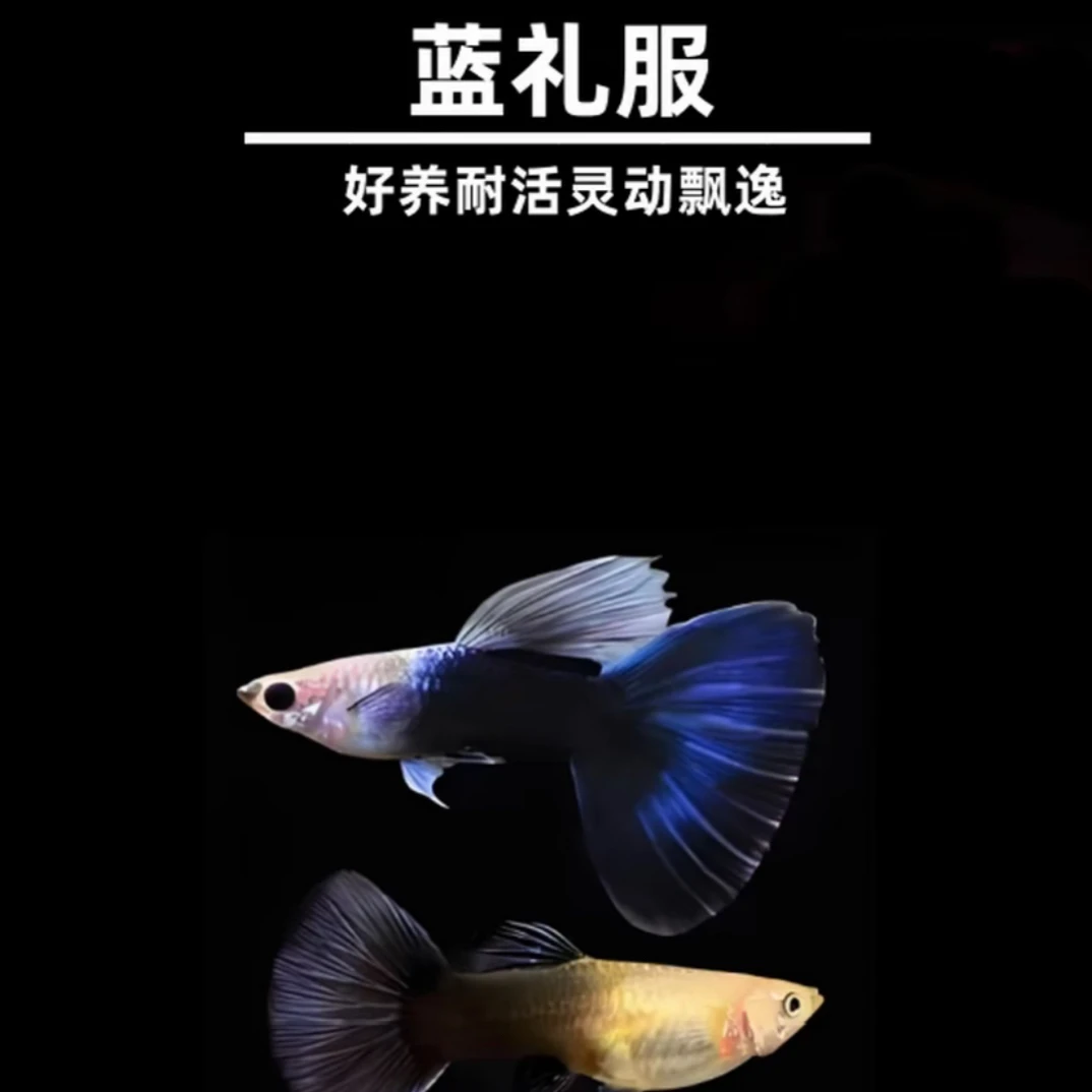 蓝礼服冰蓝尾精品孔雀鱼热带小型淡水观赏鱼适合新手养殖好养耐活