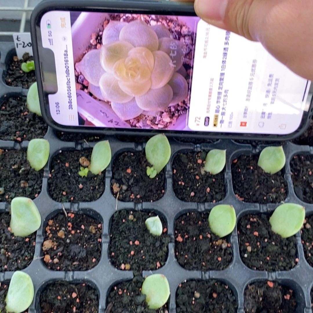 穴盘甜心1-20芽苗一个多肉