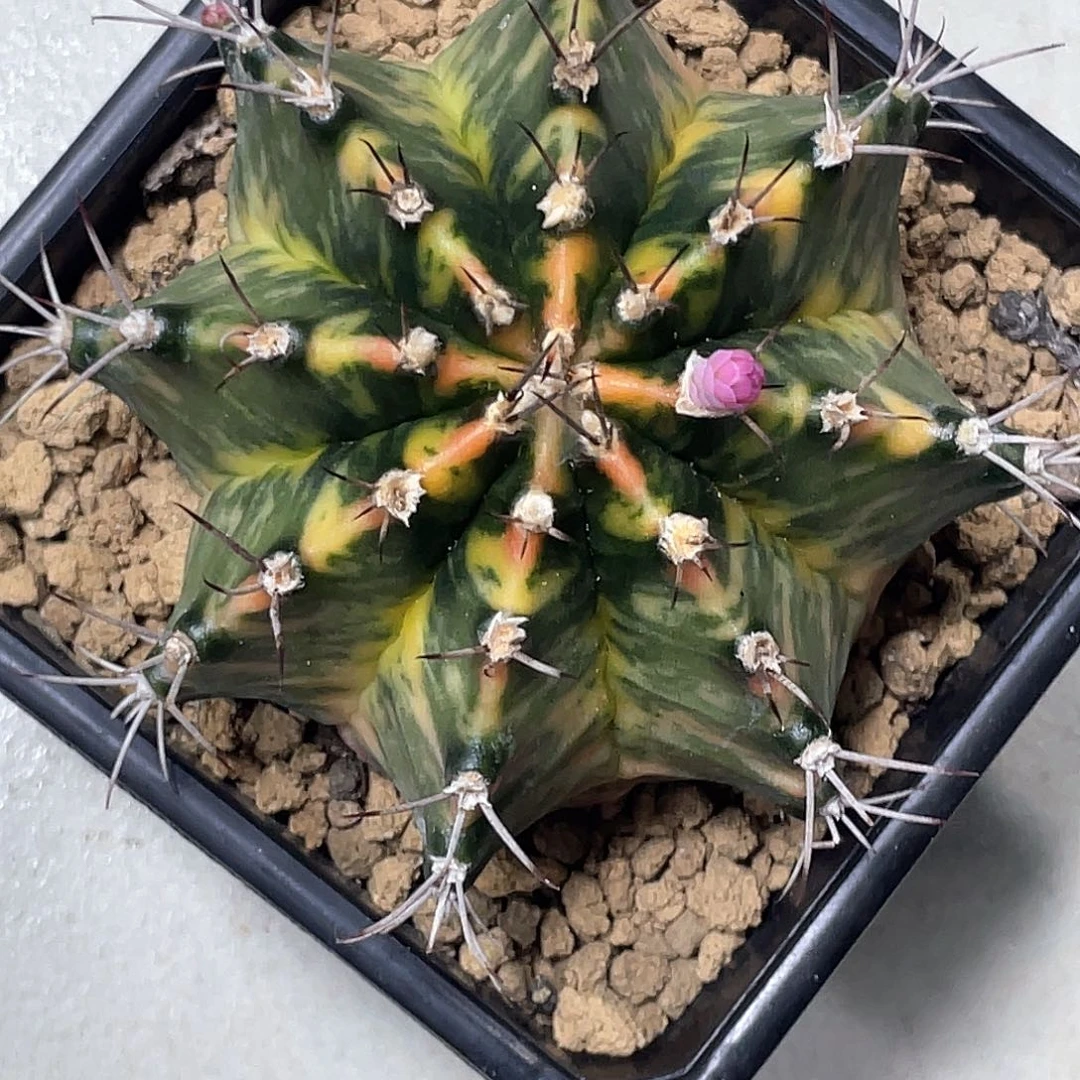 无花朵泰系实生，臀锦虎斑锦