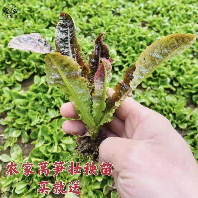 莴笋苗红绿莴笋秧苗带土发货盆栽地栽耐寒品种阳台庭院