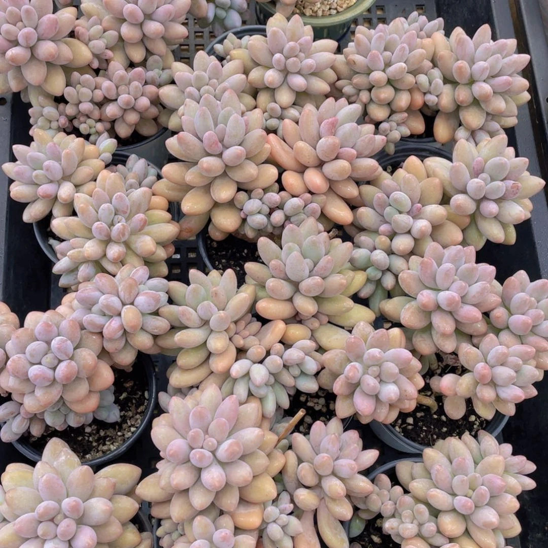 量拍27号 汤圆大群生一个