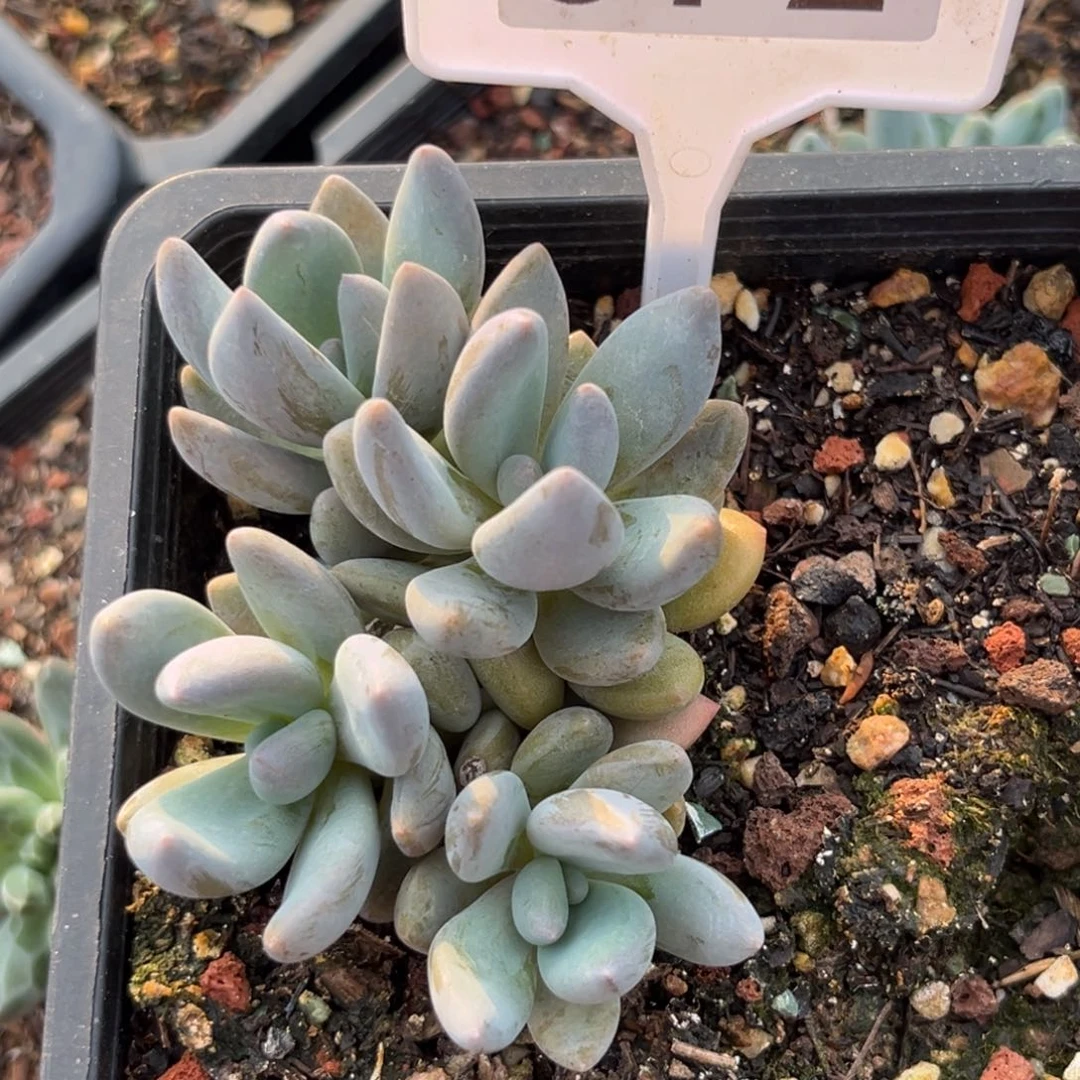 黑桃美人多肉植物672