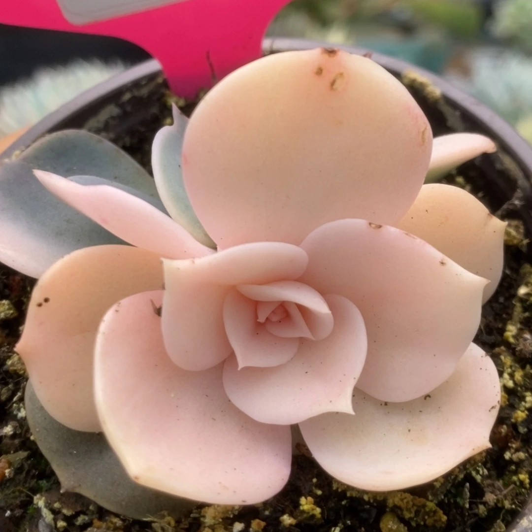 273双子座锦锦锦锦锦锦锦锦