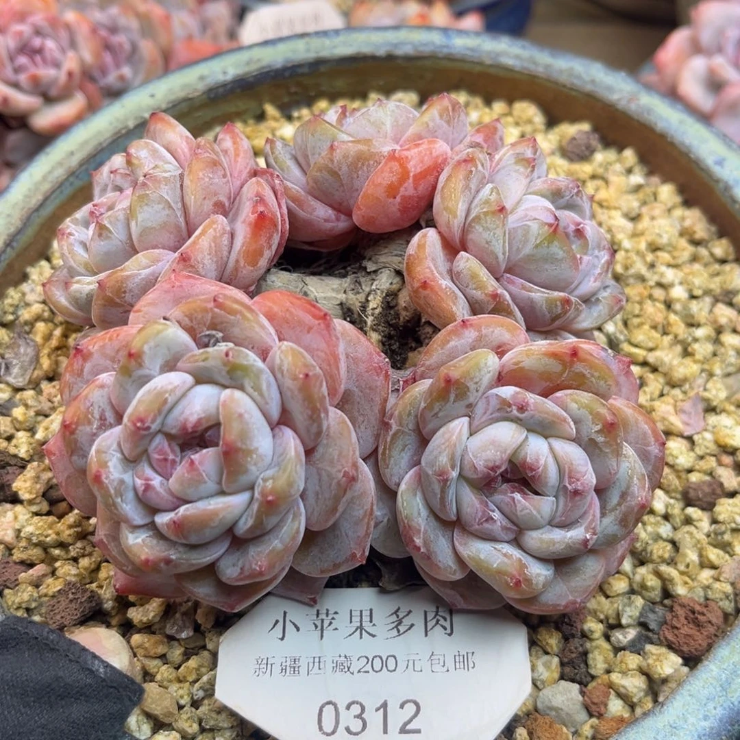 绿底紫心312/10cm5头