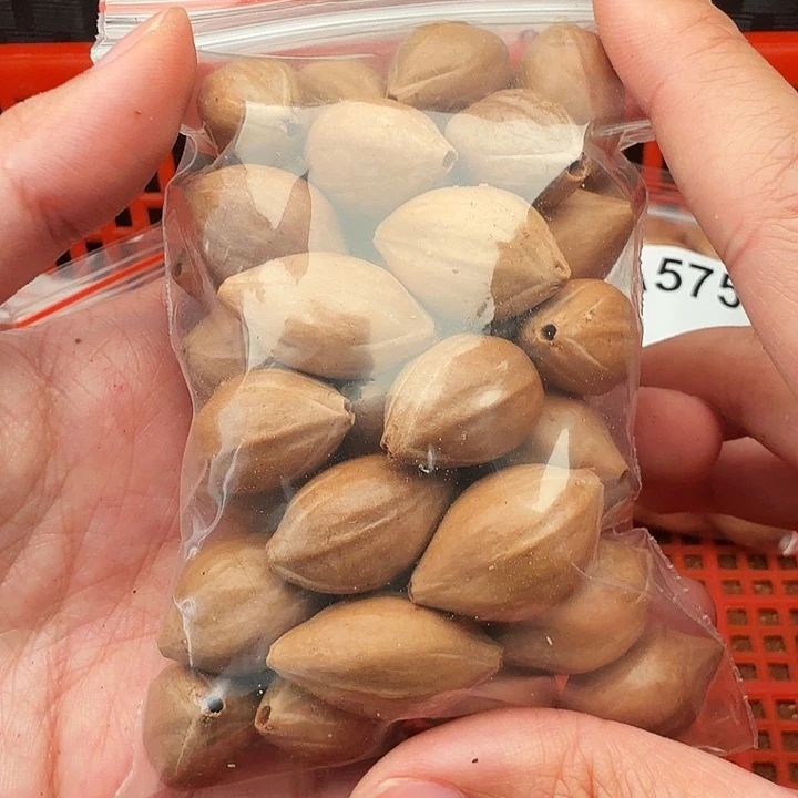 橄榄核手串/手链橄榄